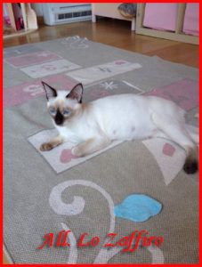 micidorina