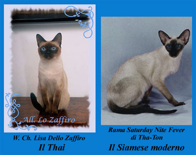 thai siamese